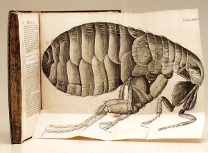 Hooke's Flea, From 'Micrographia'